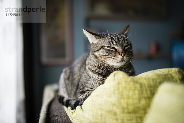 Portrait einer funkelnden Katze auf der Rückenlehne der Couch liegend