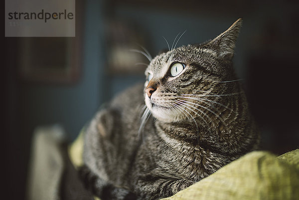Porträt einer Katze  die auf der Rückenlehne der Couch liegt und etwas beobachtet.