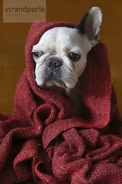 Porträt der französischen Bulldogge in roter Decke verpackt