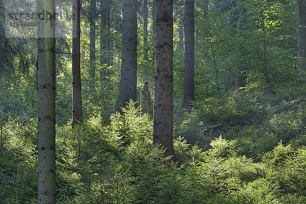 Deutschland  Sachsen  Wald  Nationalpark Sächsische Schweiz  Hintergrundbeleuchtung