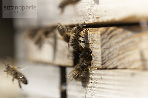 Honigbienen vor dem Bienenstockeingang