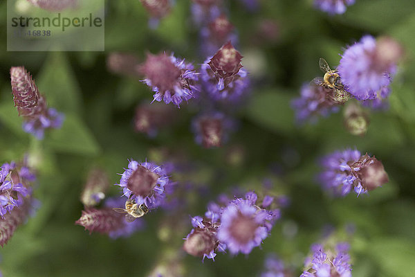 Zwei Bienen auf Lavendelblüten