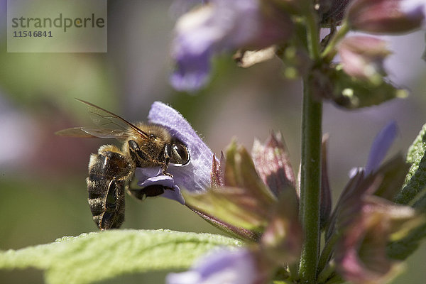 Biene auf einer Blüte suchend