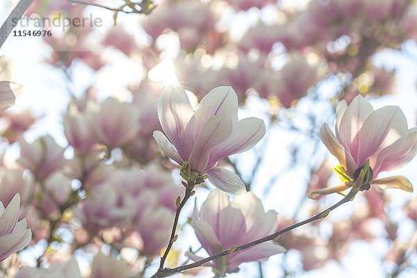 Blüten des Magnolienbaumes