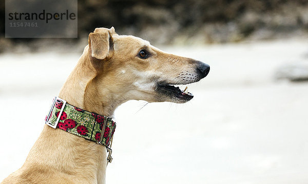 Spanien  Llanes  Profil von Windhund am Strand