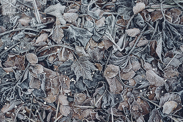 Blätter  Raureif