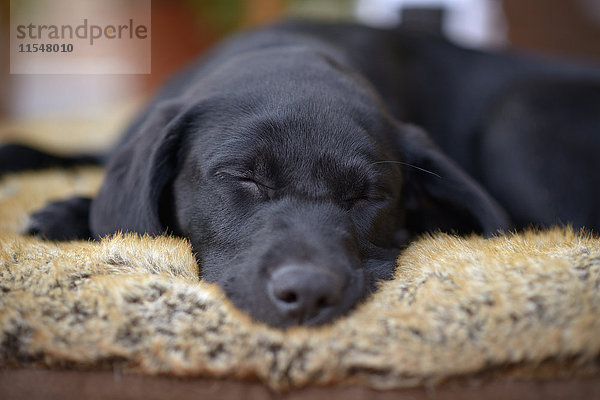 Porträt eines schlafenden schwarzen Labrador-Welpen