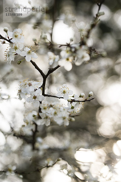 Zweig des blühenden Kirschpflaumenbaums