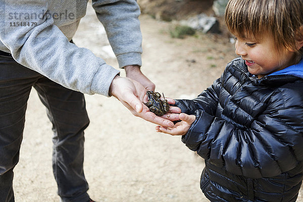 Vater zeigt seinem kleinen Sohn einen Frosch  der auf seiner Hand sitzt.