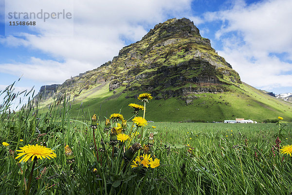 Island  Löwenzahn auf Wiese am Vulkan Eyjafjallajokull