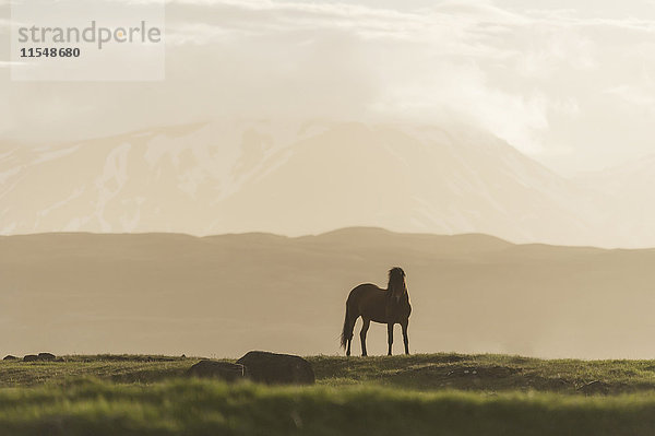 Island  Islandpferd auf Wiese mit Vulkanen im Hintergrund