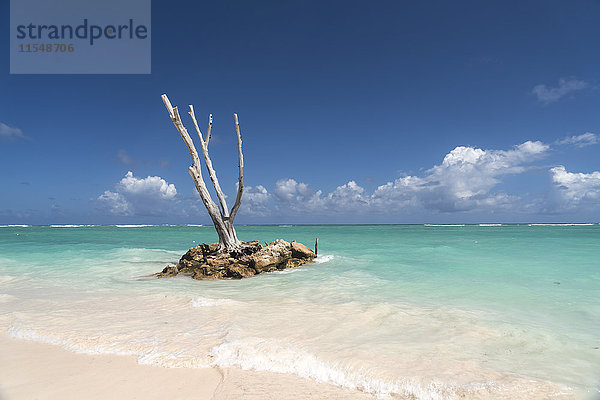 Dominikanische Republik  Punta Cana  toter Baumstamm im Meer  Playa Bavaro