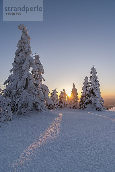 Deutschland  Sachsen-Anhalt  Nationalpark Harz  Winterlandschaft am Abend