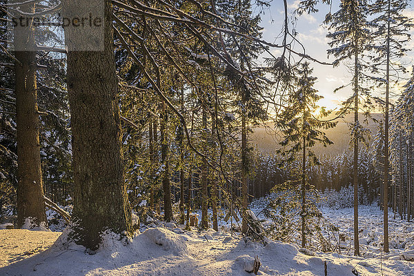 Deutschland  Nationalpark Harz  Wald im Winter