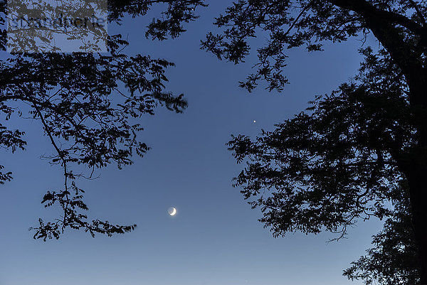 Silhouette von Bäumen  Mond und Venus