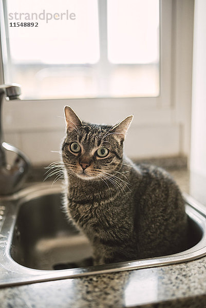 Porträt einer Katze im Spülbecken sitzend