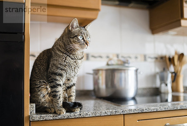 Tabby Katze sitzend auf Küchenarbeitsplatte