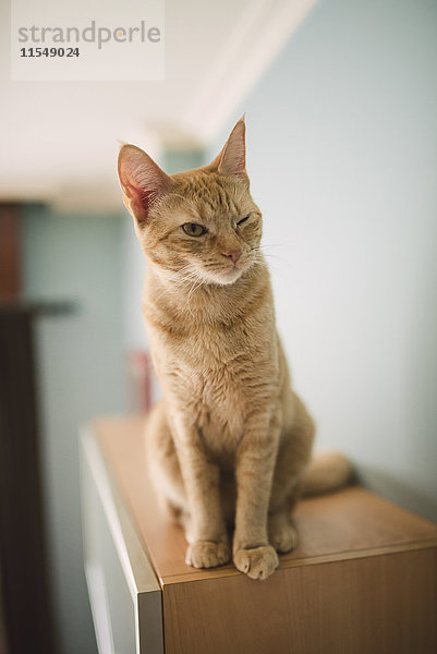 Porträt einer augenzwinkernden Katze  die zu Hause auf dem Schrank sitzt.