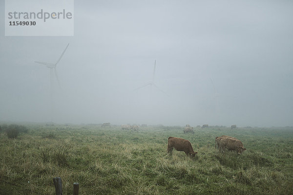 Spanien  Kühe grasen auf einer Wiese an einem nebligen Tag