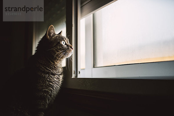 Tabby Katze schaut durchs Fenster