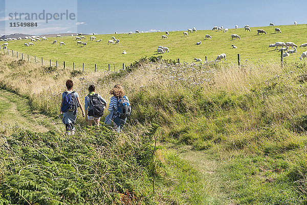 UK  Wales  Wandern im Pembrokeshire Coast National Park mit Schafen im Hintergrund