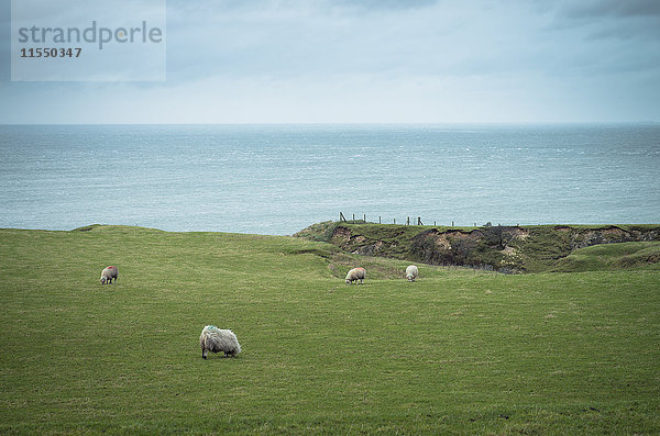 Irland  Schafe auf Grasland