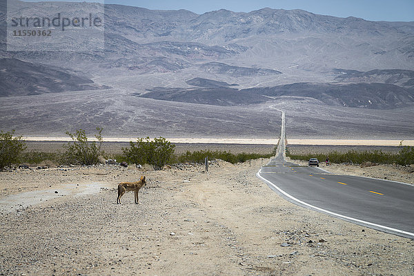 Death Valley Nationalpark  Kojote vor der Straße stehend