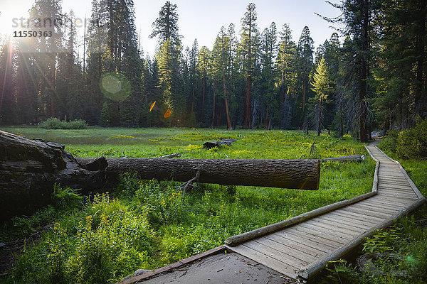 USA  Kalifornien  Sequoia Nationalpark  Big Tree Trail