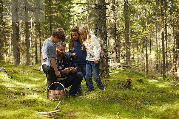 Schweden  Vater und drei Kinder beim Pilzsammeln im Wald