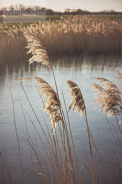 Schilf am Teich  Eiderstedt  Schleswig-Holstein  Deutschland  Europa