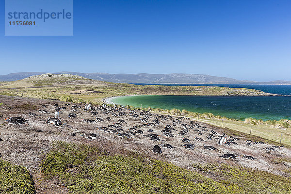 Eselspinguin (Pygoscelis papua) Brutkolonie an den Hängen von Carcass Island  Falklandinseln  Südamerika