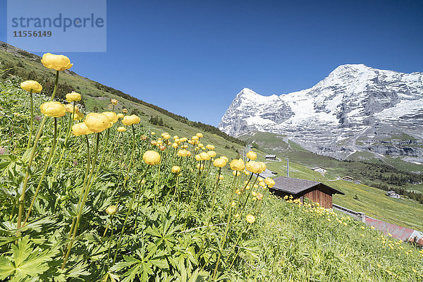 Blühende gelbe Blumen umrahmt von grünen Wiesen und verschneiten Gipfeln  Wengen  Berner Oberland  Kanton Bern  Schweiz  Europa
