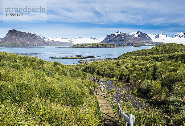 Wanderweg auf der Prion-Insel  Südgeorgien  Antarktis  Polarregionen