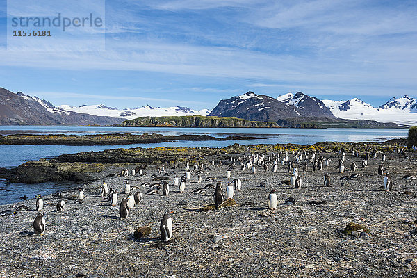 Eselspinguin-Kolonie (Pygoscelis papua)  Prion-Insel  Südgeorgien  Antarktis  Polarregionen