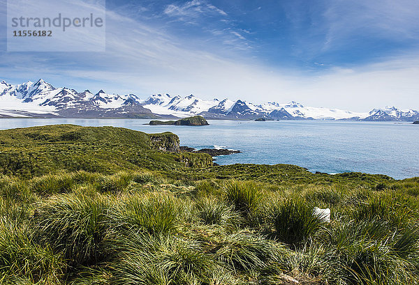 Blick über Prion Island  Südgeorgien  Antarktis  Polarregionen
