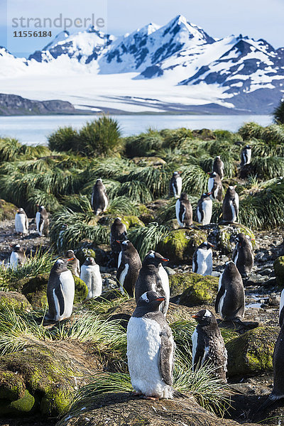 Eselspinguin-Kolonie (Pygoscelis papua)  Prion-Insel  Südgeorgien  Antarktis  Polarregionen