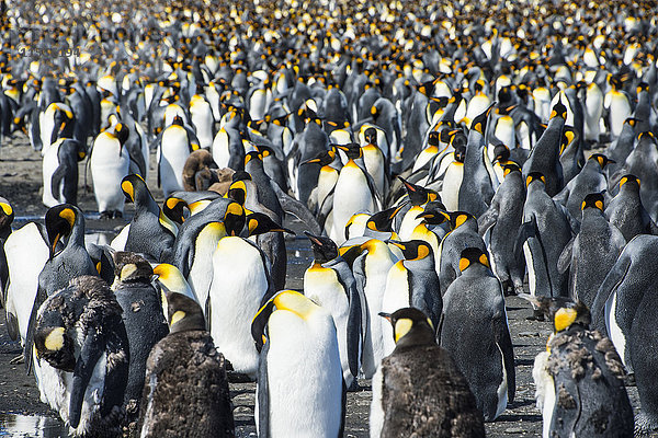 Kolonie des Königspinguins (Aptenodytes patagonicus)  Salisbury Plain  Südgeorgien  Antarktis  Polarregionen