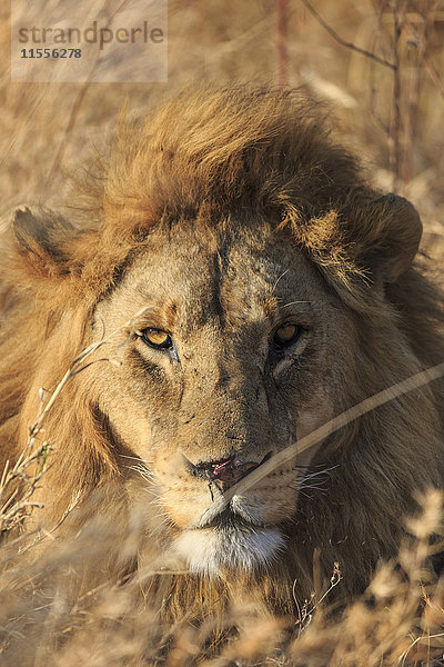 Afrikanischer Löwe  Serengeti-Nationalpark  Tansania  Ostafrika  Afrika