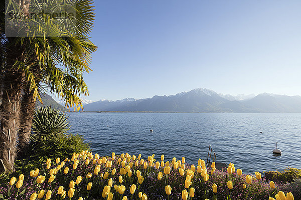 Frühlingstulpen  Genfersee (Lac Leman)  Montreux  Waadt  Schweiz  Europa