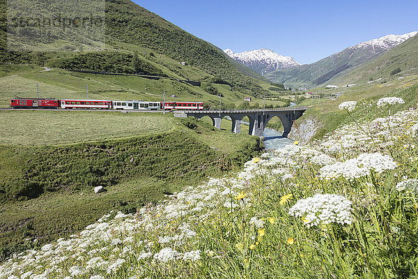 Typischer roter Schweizer Zug auf dem Hospental Viadukt  umgeben von Bach und blühenden Blumen  Andermatt  Kanton Uri  Schweiz  Europa