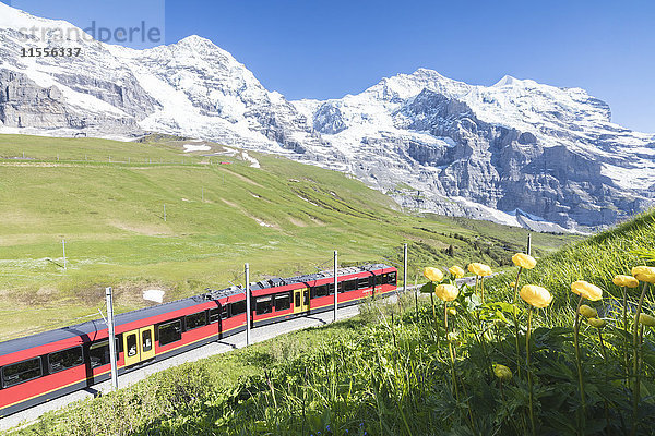 Die Wengernalpbahn umrahmt von Blumen und verschneiten Gipfeln  Wengen  Berner Oberland  Kanton Bern  Schweiz  Europa