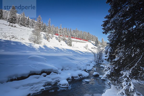 Rhätische Bahn auf der Chapella Viadukt umgeben von verschneiten Wäldern  Kanton Graubünden  Engadin  Schweizer Alpen  Schweiz  Europa