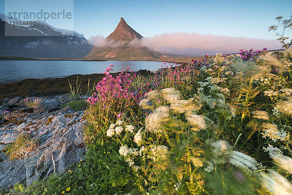 Die Mitternachtssonne beleuchtet Blumen und den felsigen Gipfel des Volanstinden  umgeben von Meer  Fredvang  Moskenesoya Lofoten  Norwegen  Skandinavien  Europa