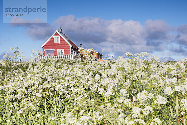 Blühende Blumenfelder umrahmen ein typisches Holzhaus von Fischern  Eggum  Unstad  Vestvagoy  Lofoten  Norwegen  Skandinavien  Europa