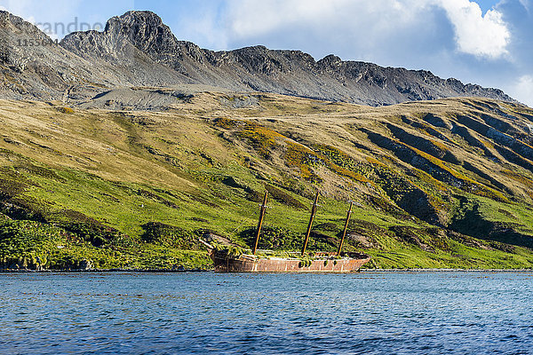 Gestrandetes altes Walfangboot  Ocean Harbour  Südgeorgien  Antarktis  Polarregionen