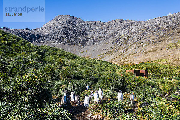 Eselspinguin (Pygoscelis papua) Kolonie  Godthul  Südgeorgien  Antarktis  Polarregionen