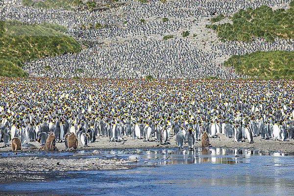 Kolonie des Königspinguins (Aptenodytes patagonicus)  Salisbury Plain  Südgeorgien  Antarktis  Polarregionen