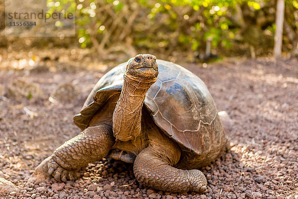 Landschildkröte auf der Insel Epanola  Galapagos-Inseln  Ecuador  Südamerika