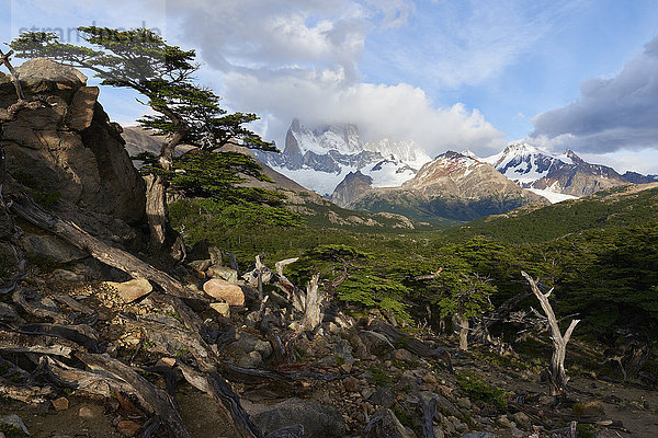 Weitwinkel-Landschaft mit dem Monte Fitz Roy im Hintergrund und einem Baum im Vordergrund  Patagonien  Argentinien  Südamerika