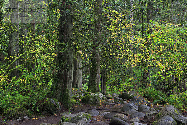 Lynn Canyon Park  Vancouver  British Columbia  Kanada  Nordamerika